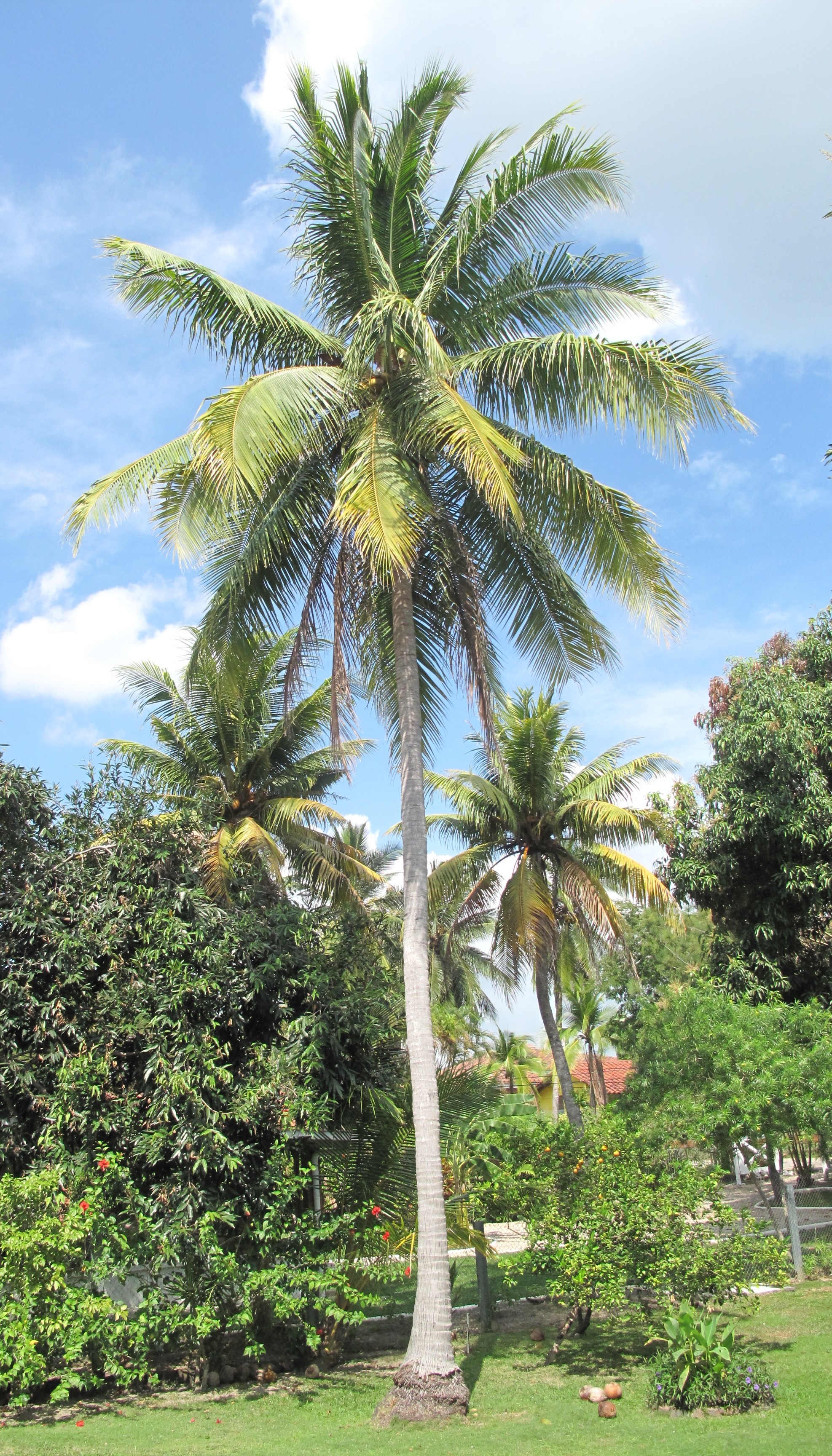 coconut tree pictures