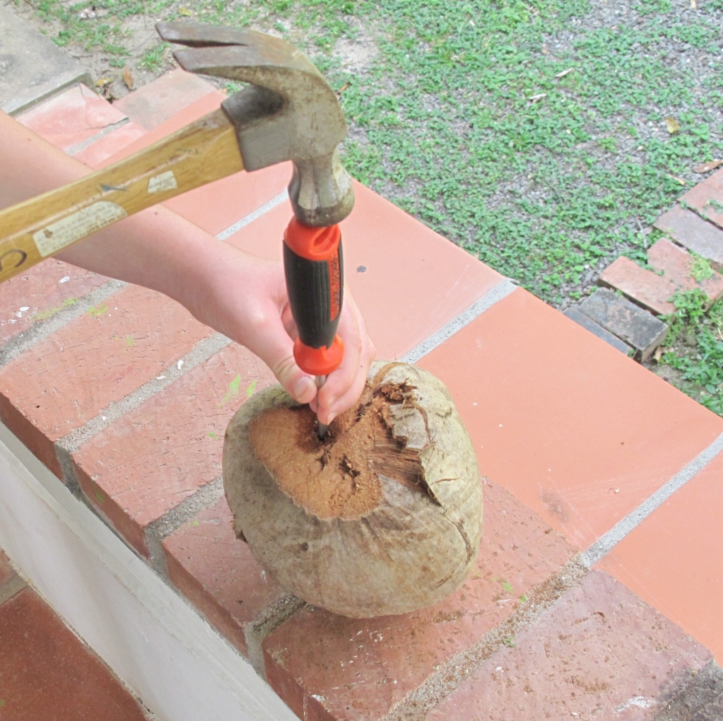 Top 30+ Stock Photos how to open a coconut to drink with straw Stunning